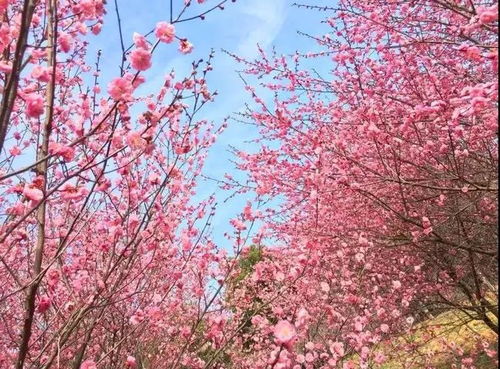 抢免费门票 淄博这处梅花仙境让你刷爆朋友圈