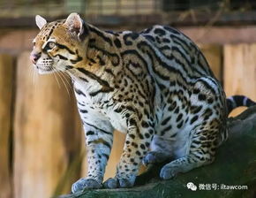 动物世界中的 野猫 23种