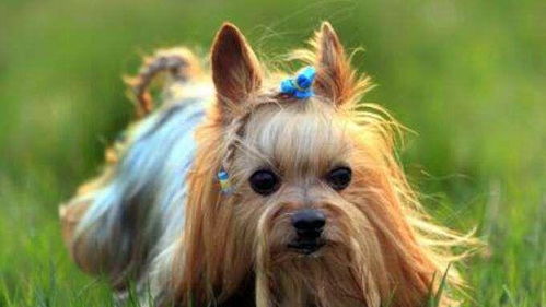 被称为 移动宝石 的约克夏犬,柔滑如丝 华丽的毛发如何护理