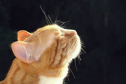 猫咪 最爱闻 这几种气味,第三种闻到立马精神