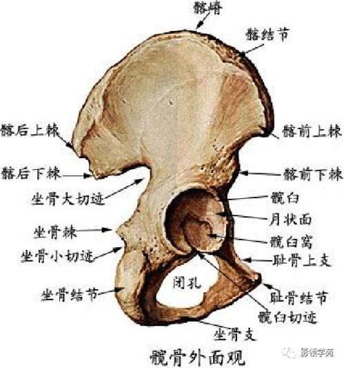 最全人体解剖学图谱