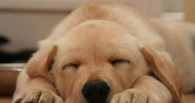 狗狗拥有与生俱来的功能,还有睡觉奇葩的姿势,这是为什么