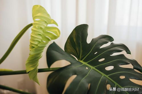 孔雀绿植怎么养,孔雀绿植的培育秘诀：打造生机勃勃的绿色家居