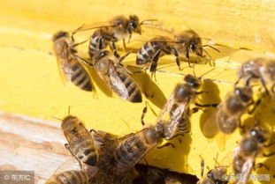 中蜂换王常用的5种方法,中蜂快速繁殖必备技能 
