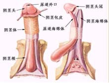 尿道口肿块的病因 治疗 症状检查 诊断 预防 医院 求医网 