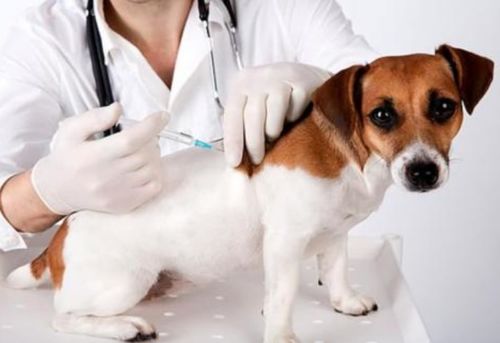 狗狗要隔多久打一次疫苗 要打哪些疫苗 