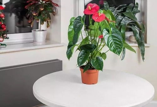 这8种盆栽植物养桌面上照常开花,在办公桌上也能养好
