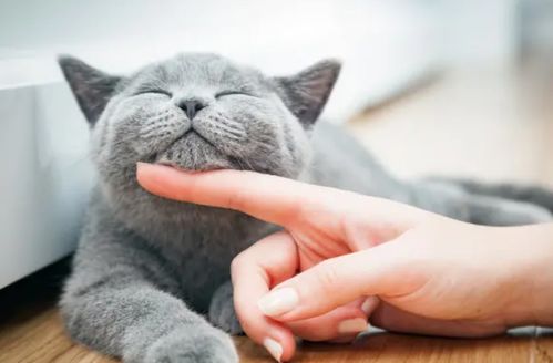 猫咪为什么爱舔主人 不只是表达爱,还可能是想要独处