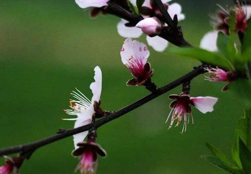 今年立春在几九 俗语说 春打五九尾,叫花子噘了嘴 ,什么含义