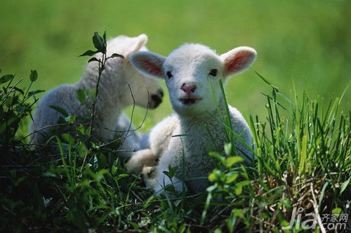 属羊和什么属相最配,属羊的和属什么属相最配？