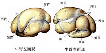 牛的四个胃分别有什么功能？