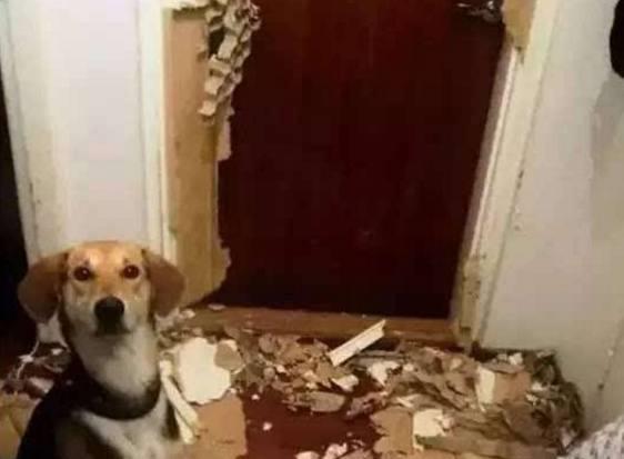 把狗狗独自放在家里 回家后却发现家被拆 最后一张笑哭了