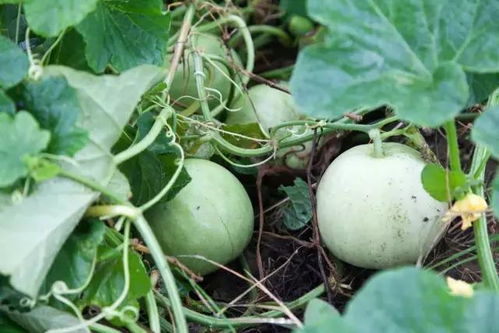 吃货的福利 这个季节能吃上原生态的美味香瓜是一种享受 