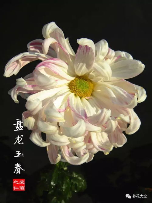 美到炸裂 全球最美100款中华菊,光看名字就酥了 