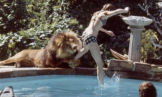 真实版美女与野兽 美国明星养狮子当宠物 