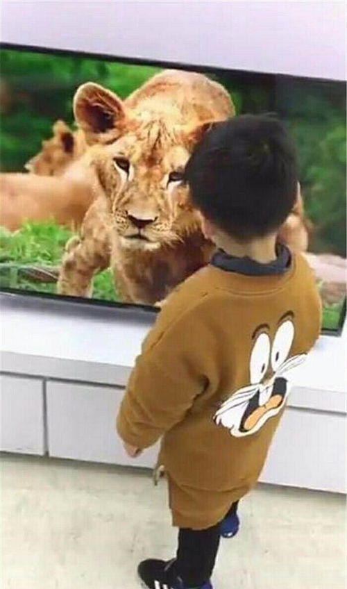 男童与电视里的狮子对视 突然播放老虎画面 小男孩被吓跑