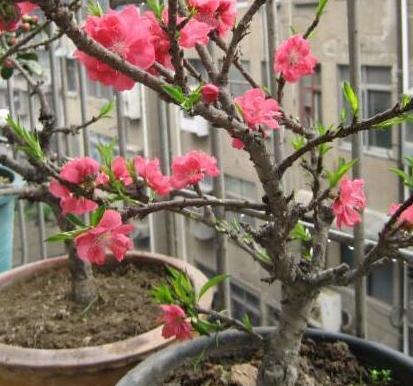 春节种树首选3款盆景,好看好养好爆盆,摆在客厅可镇宅招财