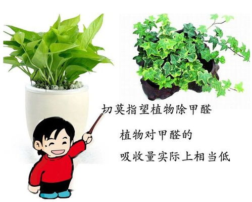 绿植可以去除甲醛吗