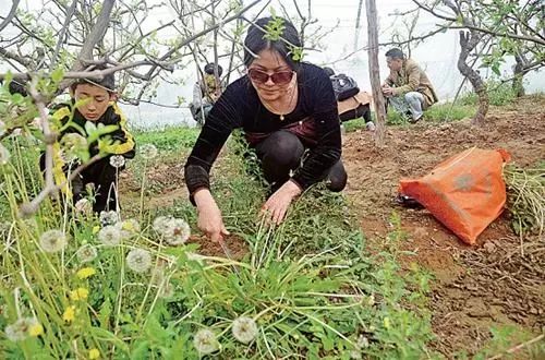 又到了挖野菜的季节,不过这些地方的野菜千万不能挖 