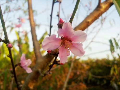 舂暖花开(有哪些关于“春暖花开”的诗句？)