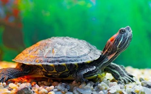 乌龟为什么会得肺炎 什么症状 如何治疗 养龟你应该知道这些