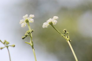 植物作文四百字，三年级植物作文四百字