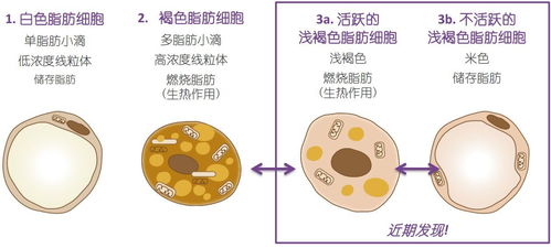 月经提前10天量比以前多点有像一层皮一样的物状，请问是什么原因