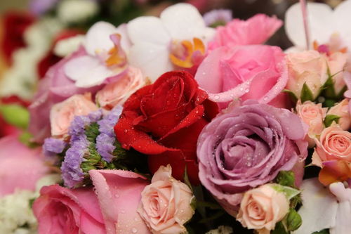 送288朵花代表什么意思,爱情288朵玫瑰花,代表什么？
