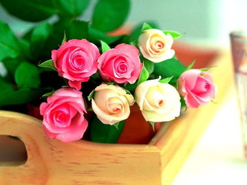 三十六朵粉色玫瑰花语