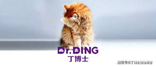 猫咪为什么会喘鸣声（喘鸣声的原因和解决方法）