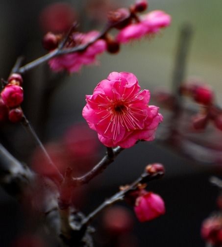 从2月21日至24日,运势迅速升温,财到桃花到,事业越做越好的四生肖