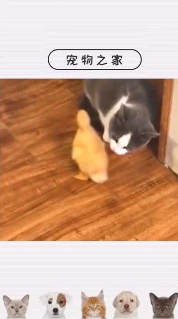 小鸭子夺走小猫初吻,却被小猫拍翻在地 