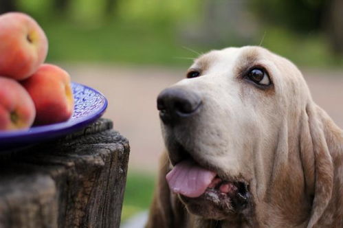 狗狗可以吃桃子吗 会不会拉肚子 狗狗吃桃子的正确方法