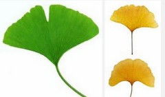 银杏树的叶子像什么形状样子和特点,什么树叶像什么形状？