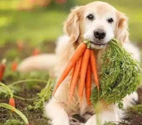 养狗,一定要吃这三种蔬菜 只喂肉的狗狗,会慢慢吃掉它自己
