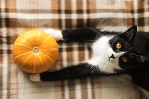 猫咪能吃南瓜吗 吃南瓜有什么好处呢