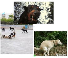 家里养狗的注意了,明天起 江阴市养犬管理实施办法 正式施行