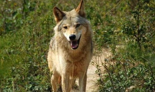 高加索犬和北美灰狼,谁更厉害 为什么