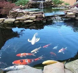庭院景观 造个鱼池,养条锦鲤,风生水起