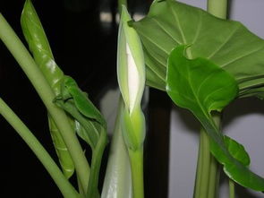 滴水观音植物,滴水观音植物有毒吗