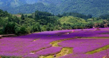 荔波四季花海攻略,四季花海门票 地址,四季花海游览攻略 