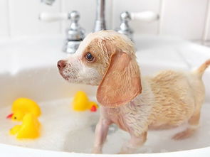 给狗狗洗澡的正确时间点,您选对了吗 