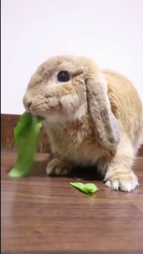 我家兔子吃东西的时候特别可爱,兔子 主人为什么要这样看我 