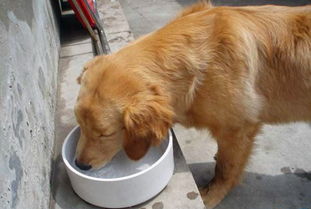 狗狗拉稀应该禁食禁水的吗