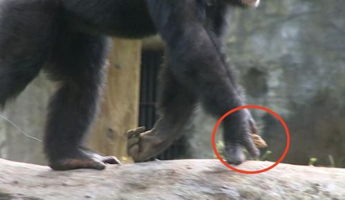 动物园黑猩猩做出惊人举动 保育员 它跟游客学的