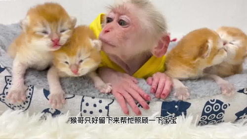 家里养的猫和猴真是酸奶大户,几箱都不够它们吃的 