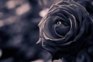 黑色玫瑰花语完整版,黑色玫瑰花语：独特魅力与深邃情感的完美融合