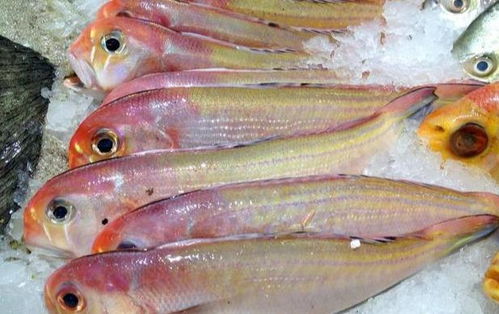 方头鱼 鲭鱼王和鲭鱼是同一种鱼吗
