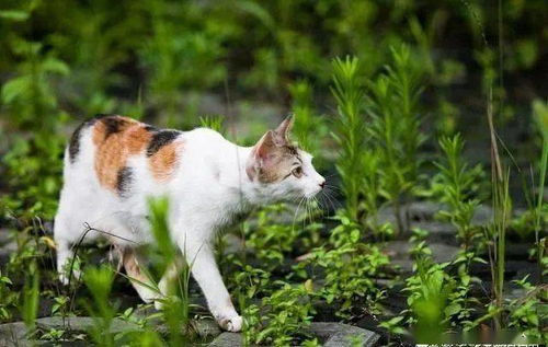 科学撸猫第八课 铲屎官的自查 养猫家庭必须避开的绿色植物