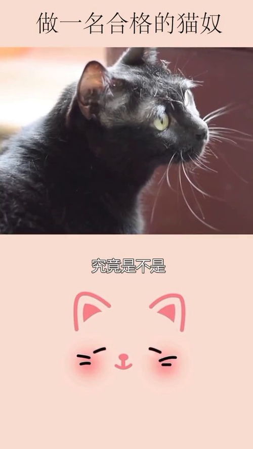 你是一名合格的猫奴吗 